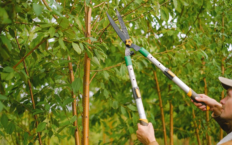 Tree trimming in Scranton, ND