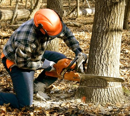 Tree Removal in Scranton, ND